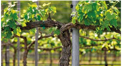 Eco-Trellis-Vine